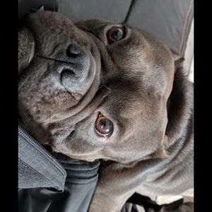 Meet your Posher, Trisha